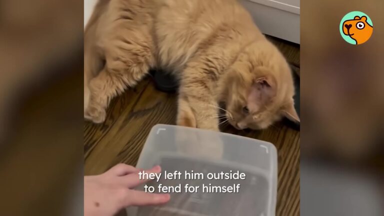 Boston Cat Left Outside When His Owners Moved Finds A Soulmate To Heal His Broken Heart