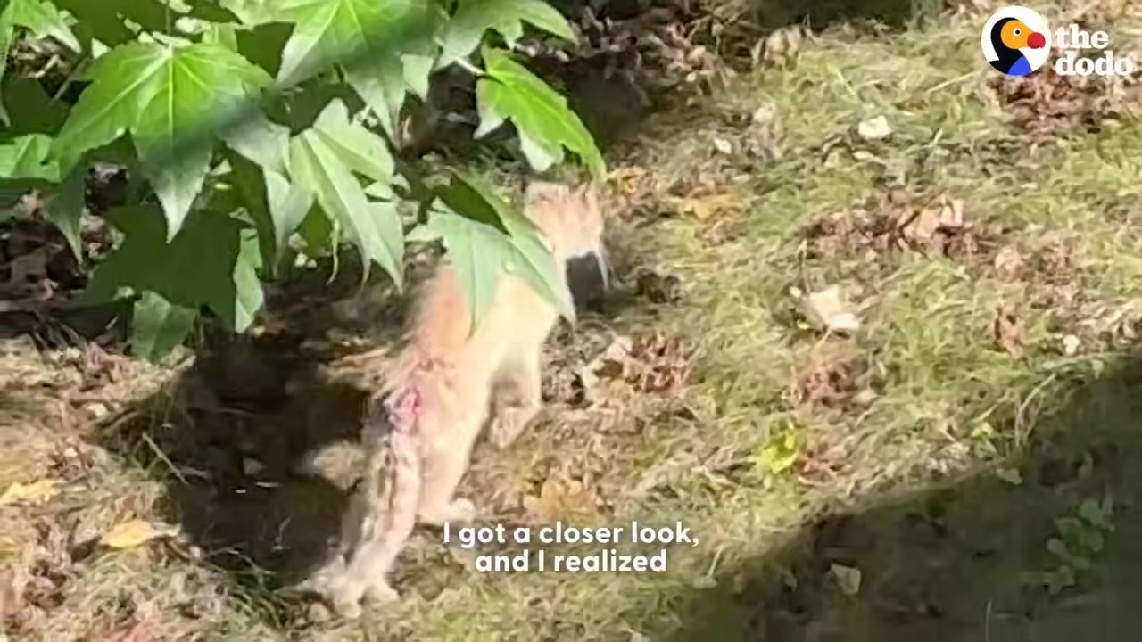 A small, light-colored cat with a visible wound on its lower back walks on the grass near green leaves.