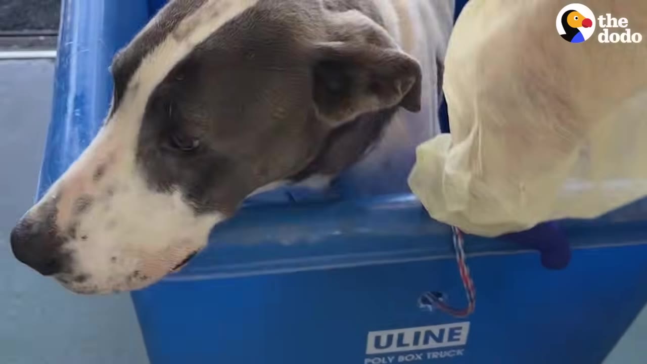 A close-up shot of a grey and white dog looking sad while sitting inside a blue plastic bin.