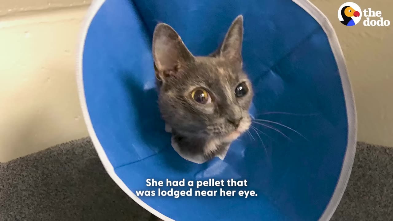 A grey cat wearing a blue protective medical cone looks up, with text on screen reading 'She had a pellet that was lodged near her eye.'