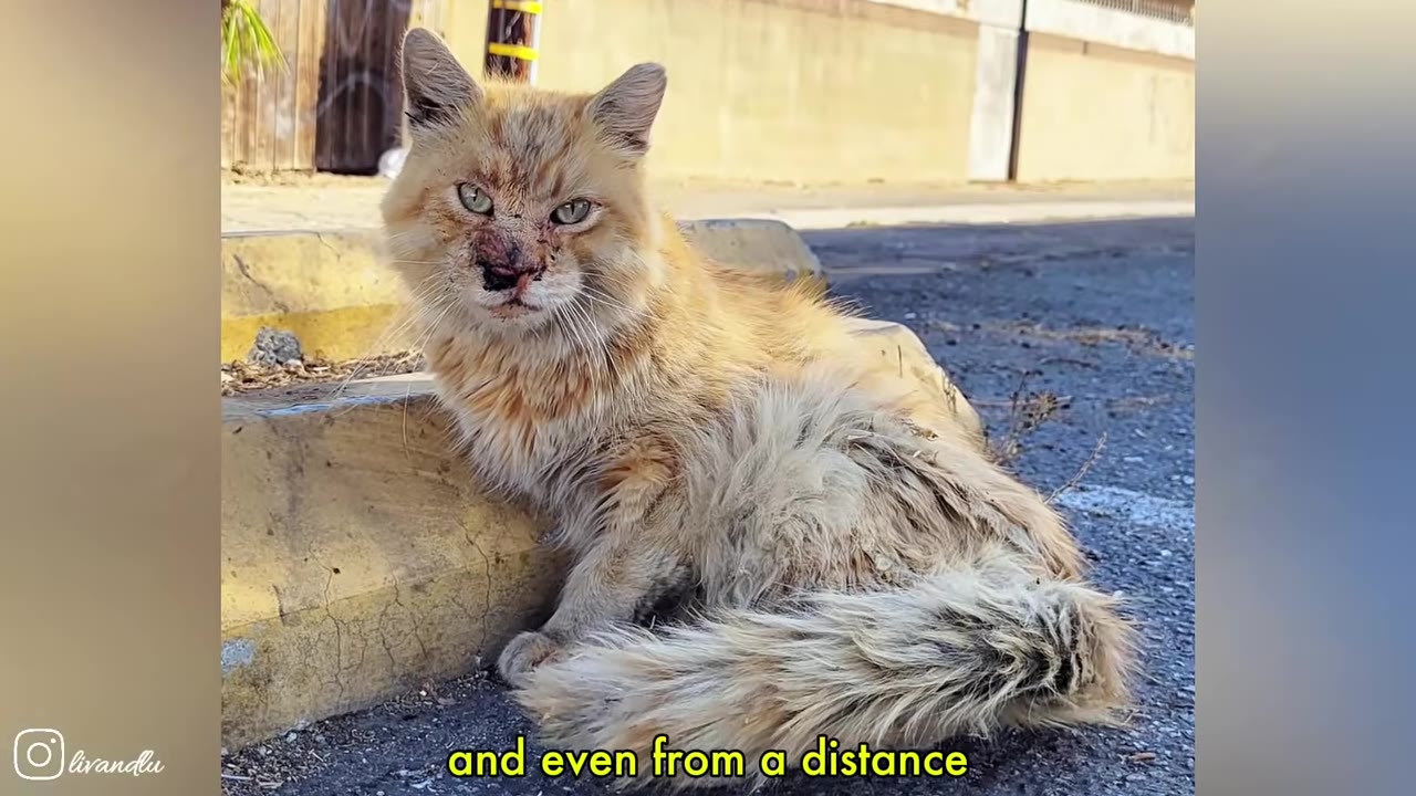 A stray, long-haired orange cat with a severely injured and scabbed nose sits on the asphalt next to a yellow curb, looking directly at the camera.