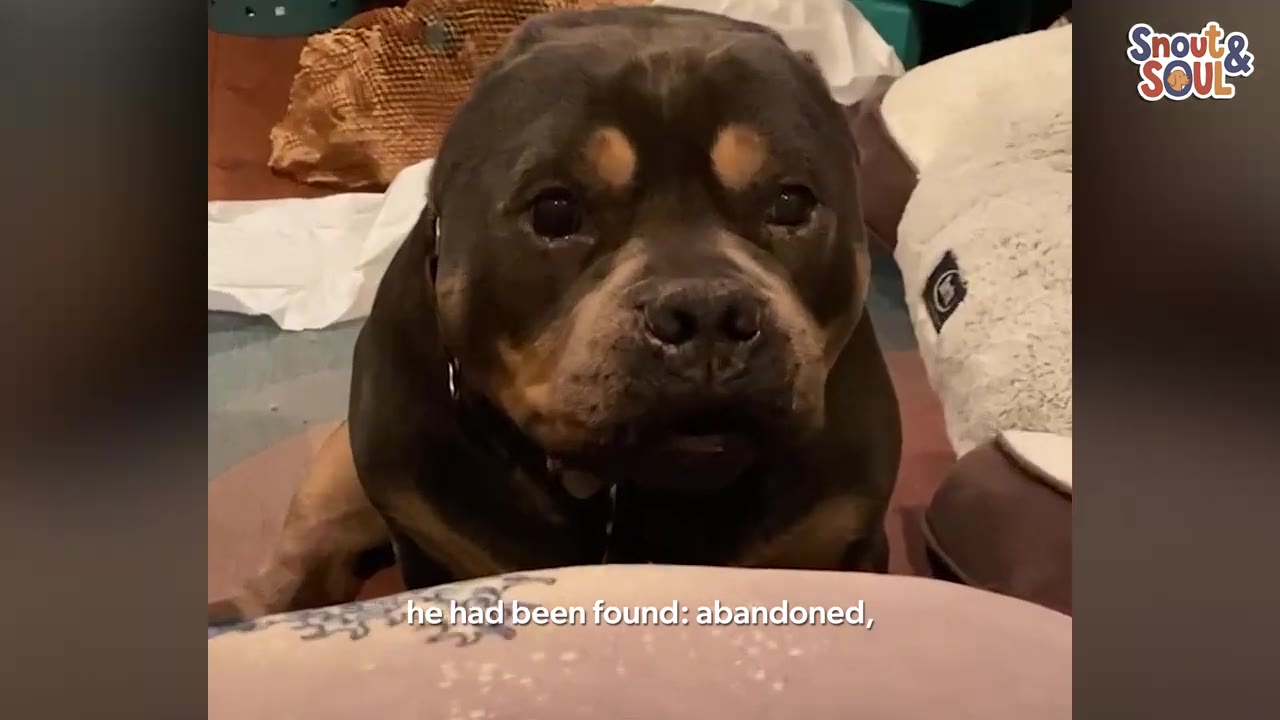 A close-up shot of a black and tan dog looking directly at the camera with a sad expression, with a subtitle reading 'he had been found: abandoned,'.