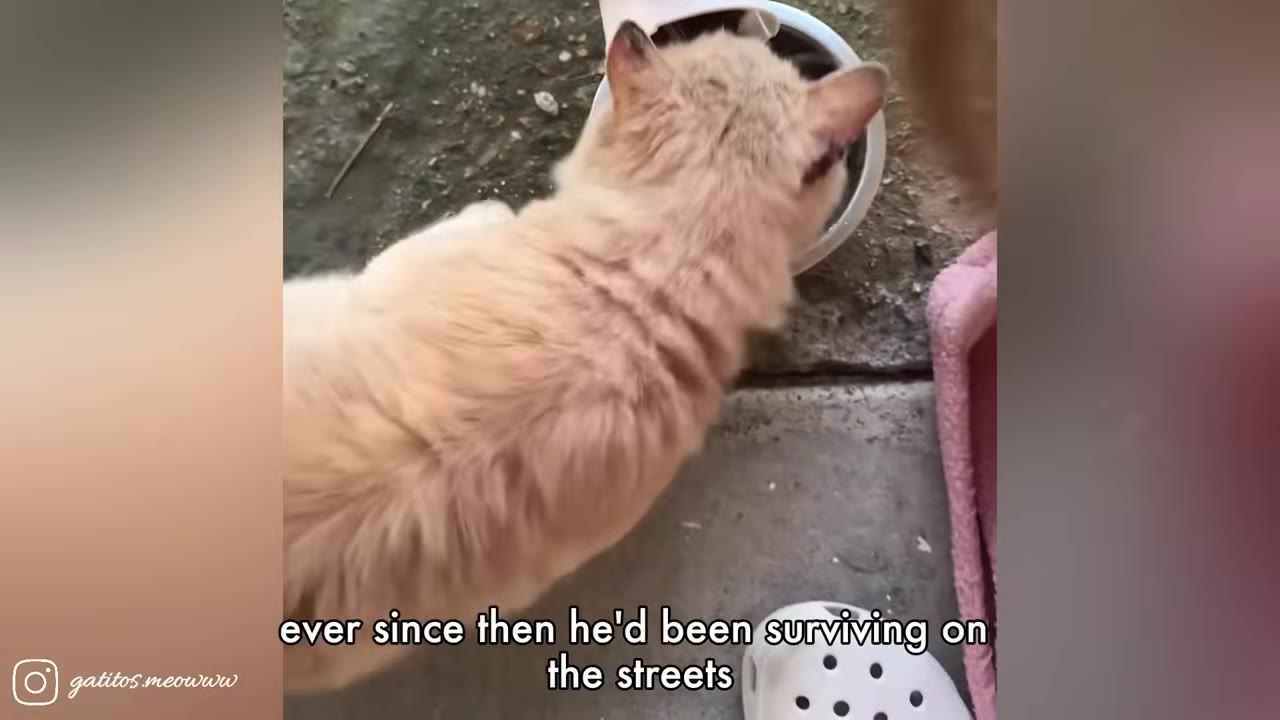 An overhead shot of a light orange cat eating from a bowl on the ground, with text overlay that reads 'ever since then he'd been surviving on the streets'.