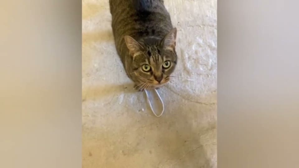 Video frame for A Heartbreaking Discovery