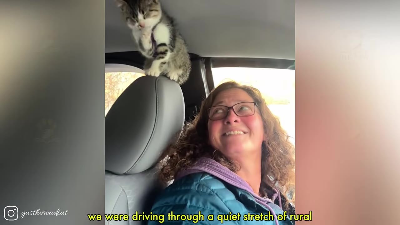 A woman with glasses and curly hair smiles inside a car, looking up at a small tabby kitten perched on top of the driver's seat headrest.