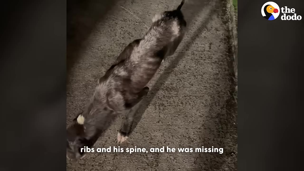 An overhead view of an extremely emaciated dark-colored dog walking on a paved surface, with its ribs and spine clearly visible through its thin coat.