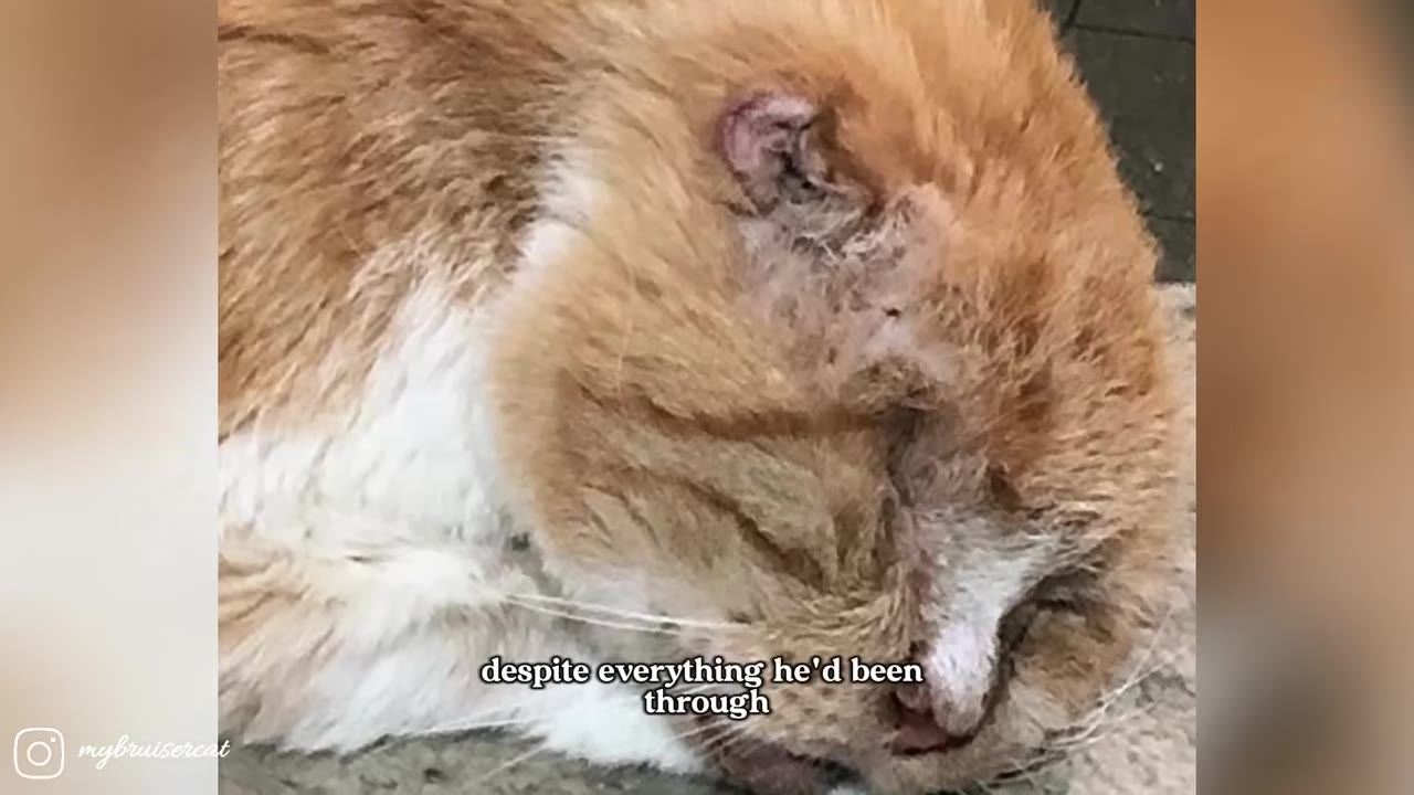 A close-up shot of an orange and white cat with a scarred, damaged ear and closed eyes, showing signs of physical neglect.