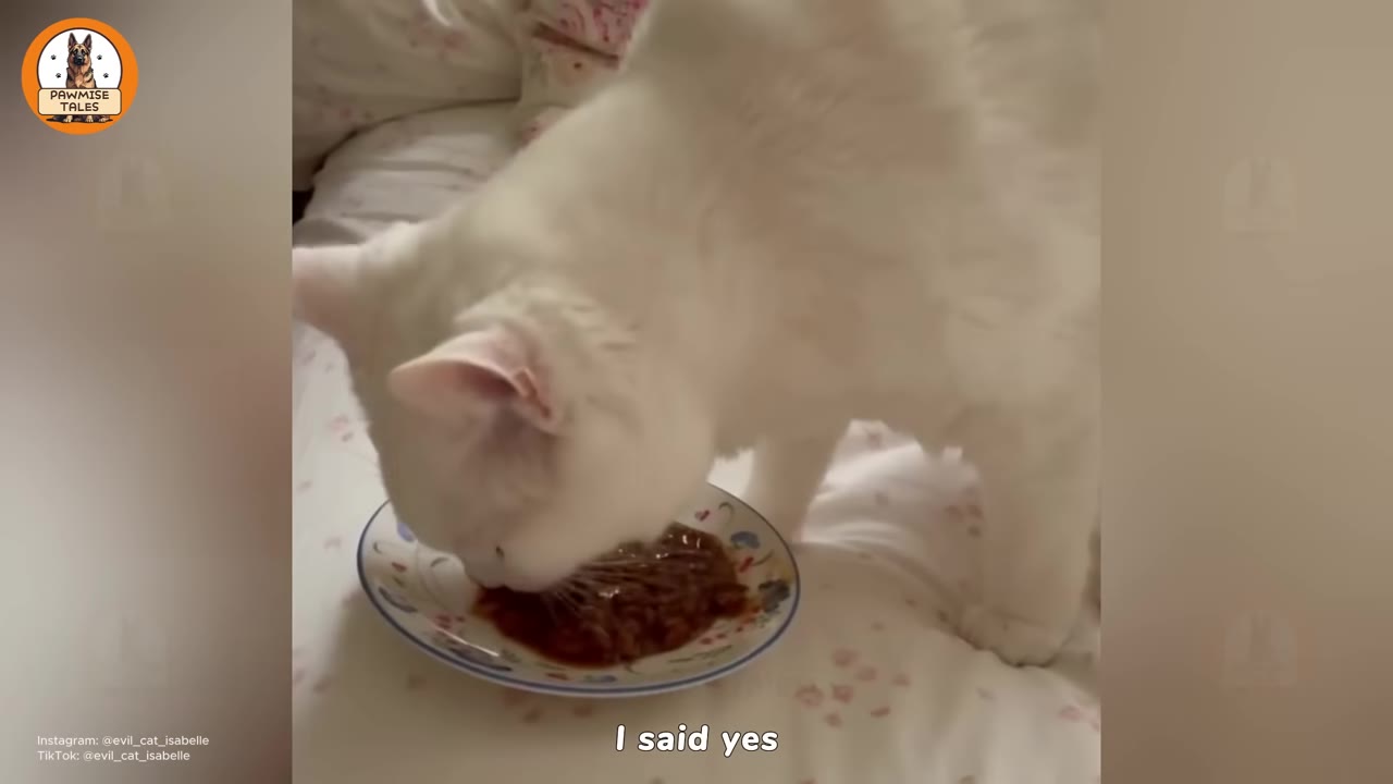 A white cat eating wet food from a small plate on a bed, with text overlay reading 'I said yes'.