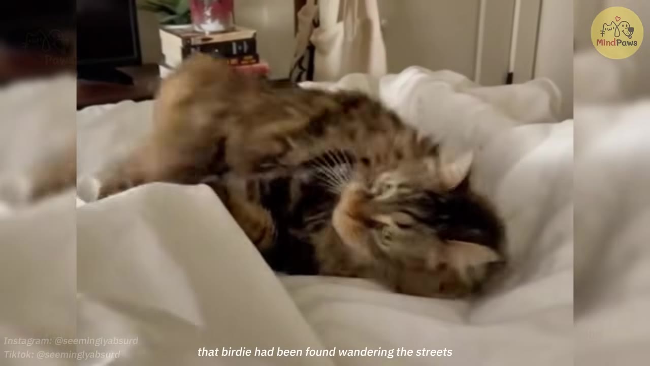 A fluffy brown tabby cat lying on its back on a white bed, looking towards the camera.
