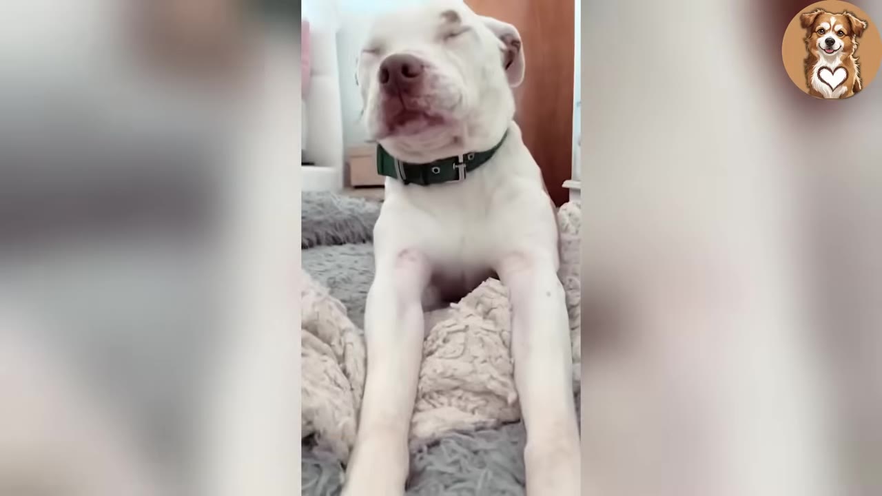 A white dog with a green collar sitting on a blanket with its eyes closed.