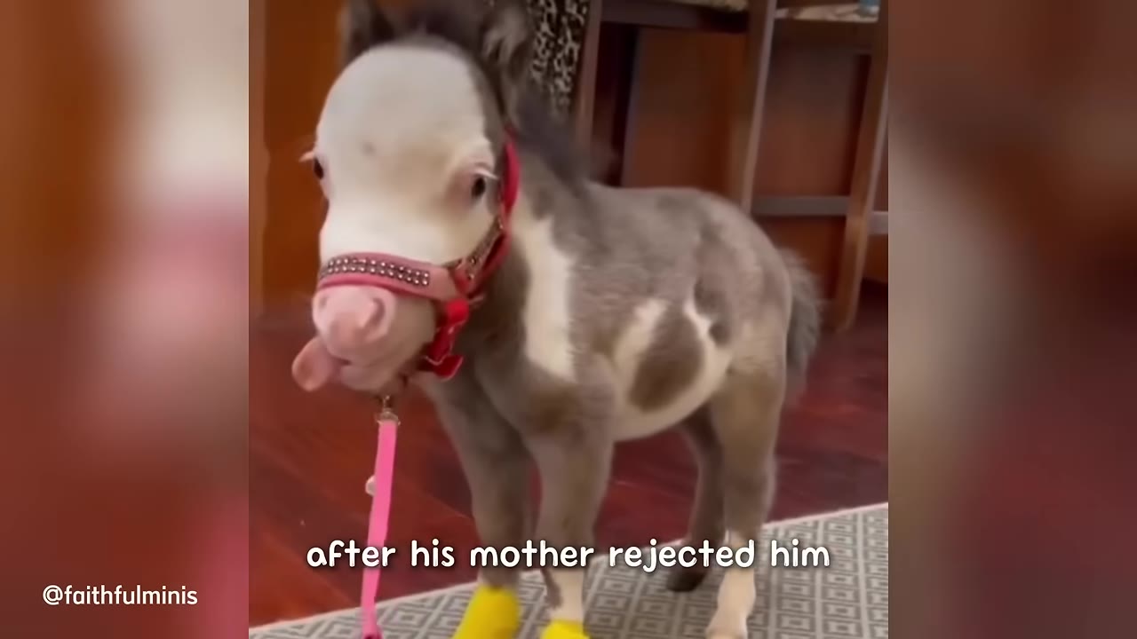 A small miniature horse with a white face and brown-and-white patterned body standing indoors, wearing a red halter and yellow boots, with the text 'after his mother rejected him' on the screen.