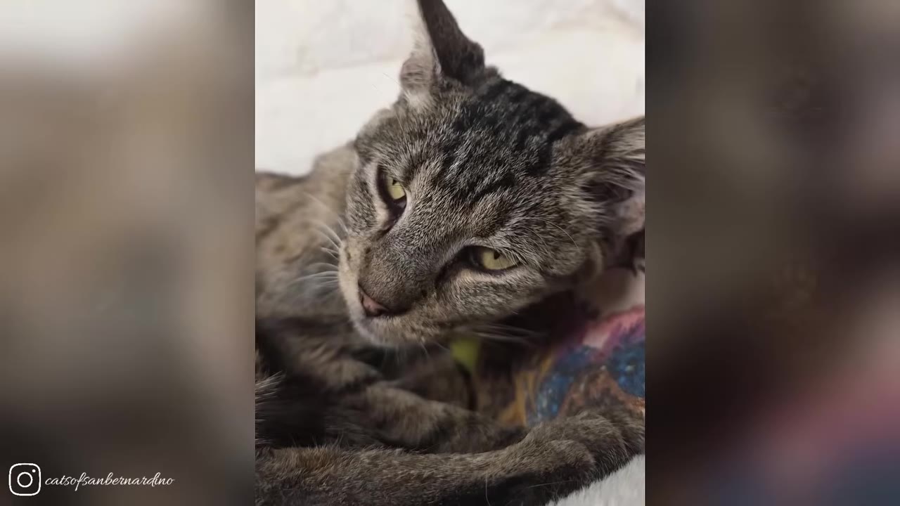 A close-up of a weak, thin tabby cat lying down with a tired expression.