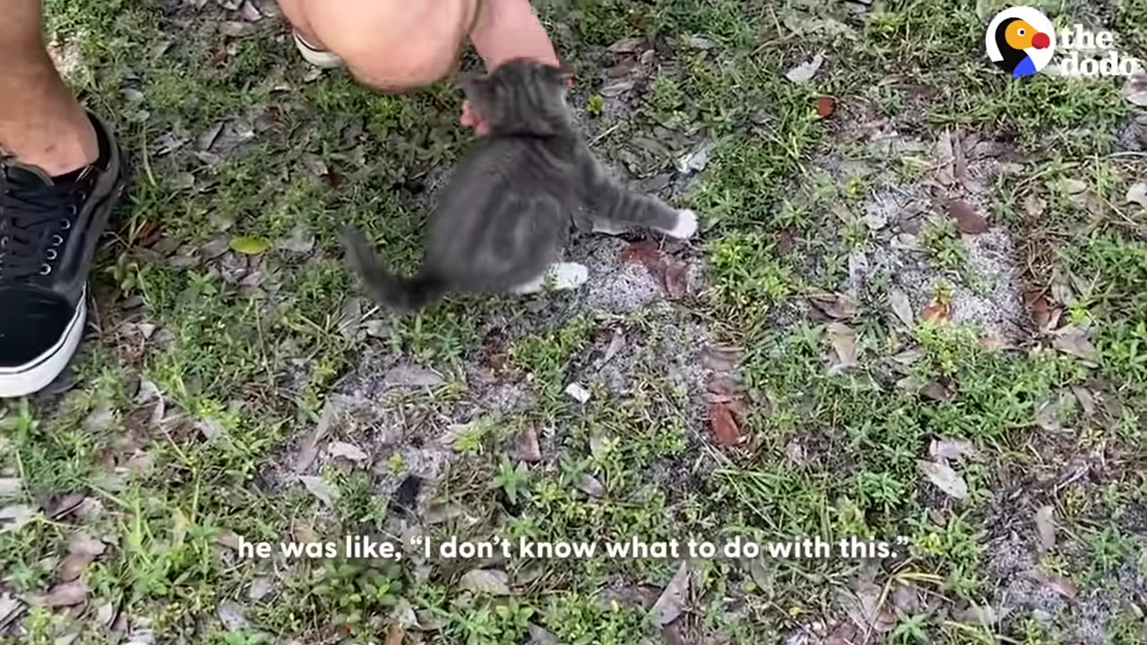 A small grey tabby kitten stands on a grassy patch of ground next to a person's hand and sneaker.
