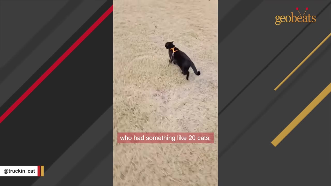 A black cat wearing an orange harness walks across dry grass.