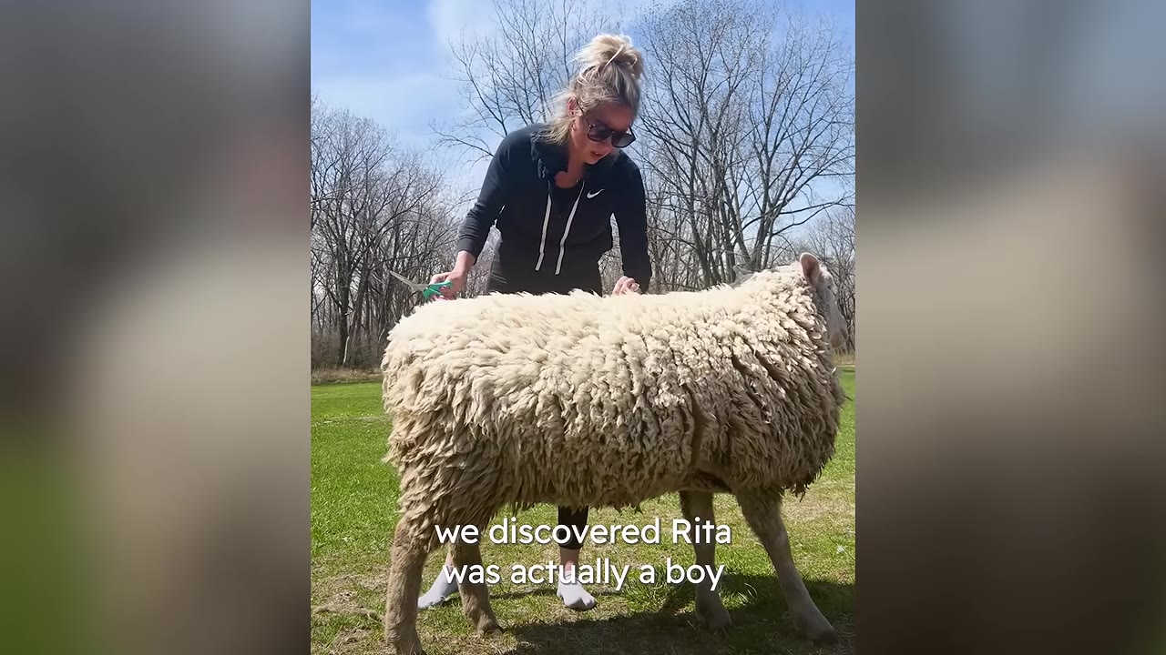 A woman in sunglasses shears a fluffy white sheep in a grassy field, with text overlay reading 'we discovered Rita was actually a boy'.
