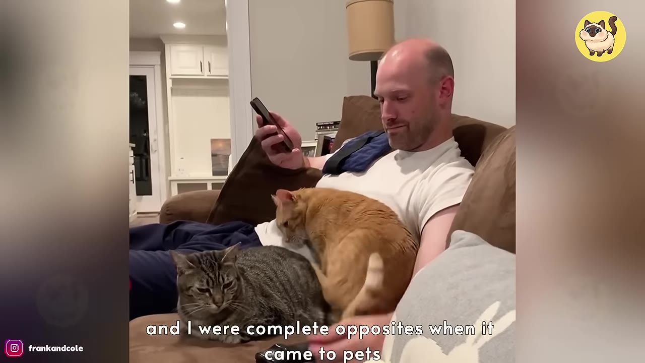 A bald man sits on a brown couch looking at his phone while an orange tabby cat sits on his chest and a grey tabby cat rests next to him.