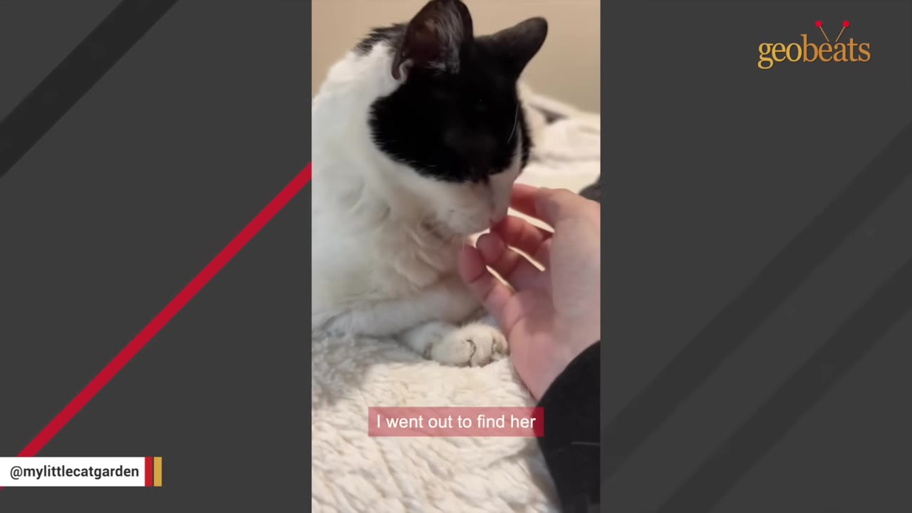 A black and white cat sits on a soft surface while a person's hand gently pets its chin, with the subtitle 'I went out to find her' visible at the bottom.