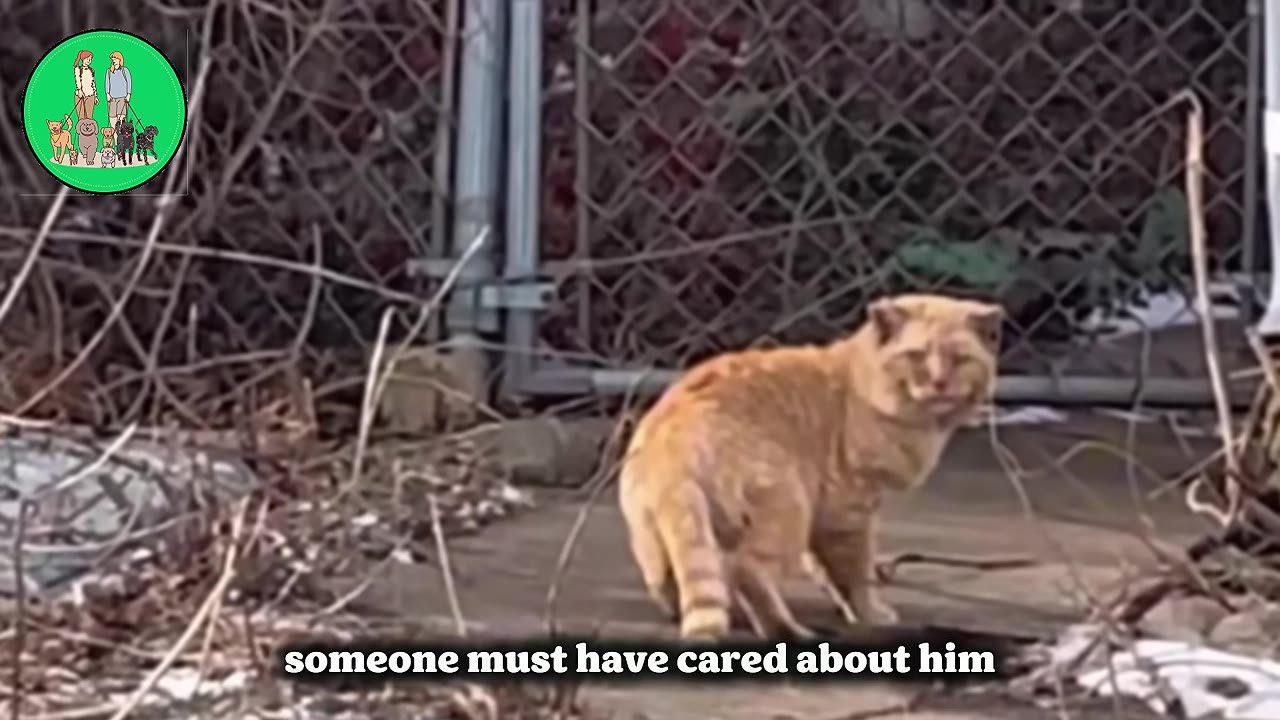 An orange tabby cat stands outdoors near a chain-link fence and dry brush, looking towards the camera.