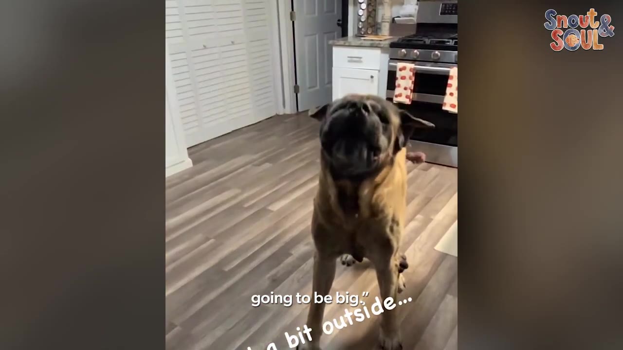 A large mastiff-type dog standing in a kitchen with on-screen text that reads 'going to be big.'