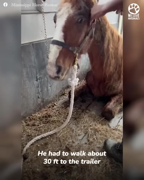 A brown horse with a white stripe on its face sits on the straw-covered floor of a stall while a person's hand gently touches its head.