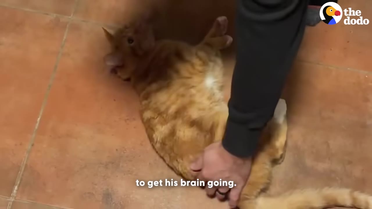 An orange tabby cat lies on its back on a tiled floor while a person's hand gently holds its belly.