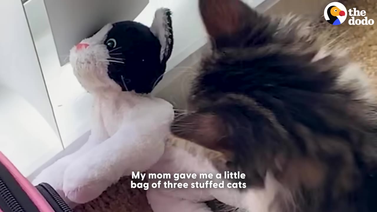 A fluffy long-haired kitten looks closely at a small black-and-white stuffed toy cat.