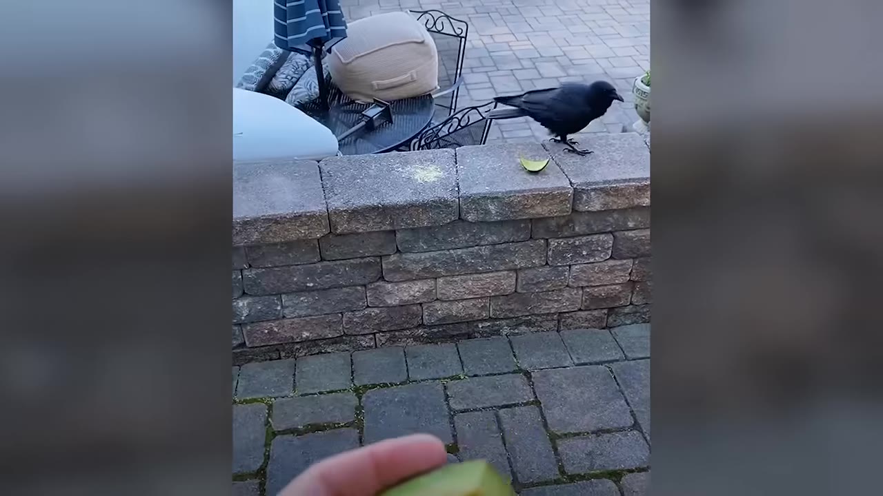 A black crow stands on a stone retaining wall in a paved patio area, looking towards a hand holding a slice of green fruit in the foreground.