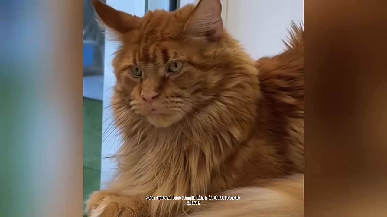 A fluffy orange Maine Coon cat looking forward with a serious expression, with subtitles reading 'you spend too much time in that house alone'.