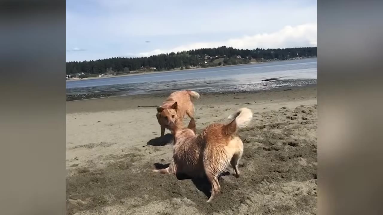 Two light brown dogs playing together on a sandy beach near a body of water.