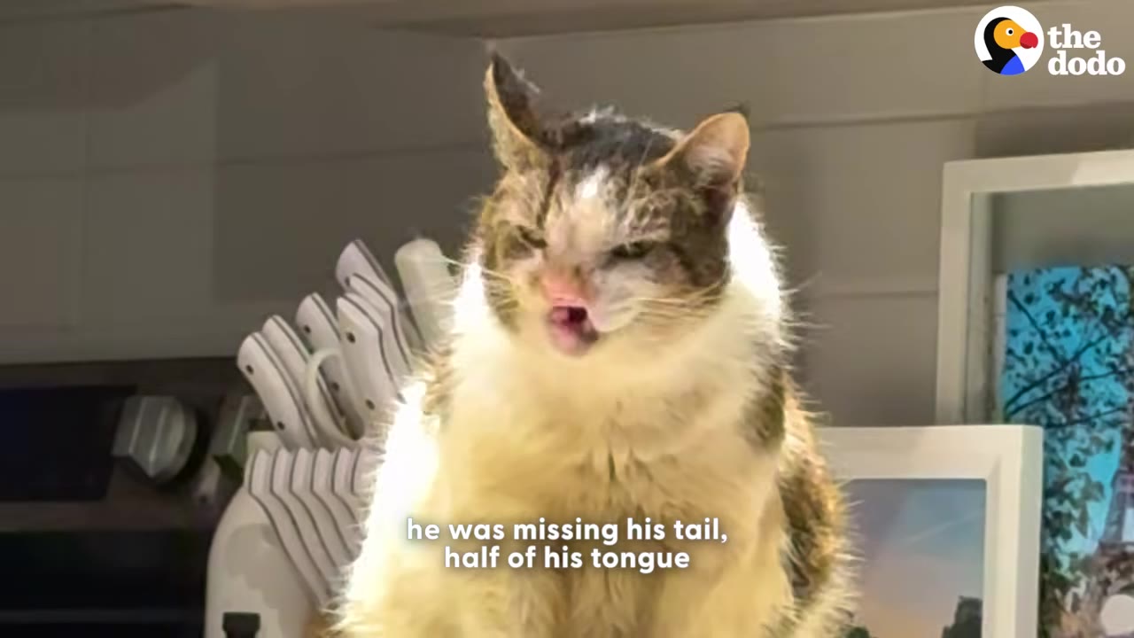 A fluffy brown and white cat with a visible facial deformity and part of its tongue showing, with text overlay reading 'he was missing his tail, half of his tongue'.