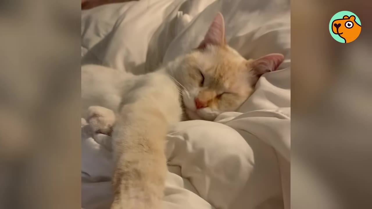 A light-colored cat sleeping peacefully on white bedding with one front paw stretched forward.