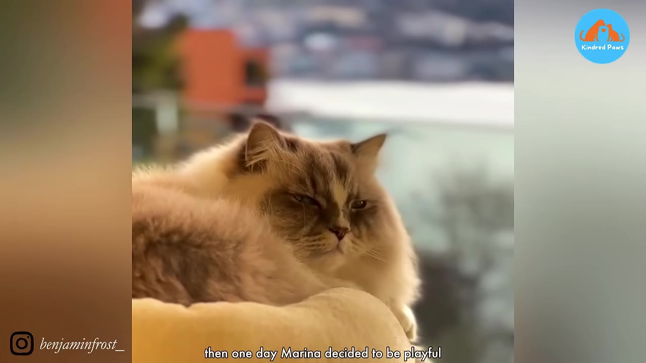 A close-up shot of a fluffy, light-colored cat with dark points on its face, resting comfortably outdoors with a soft-focus background.