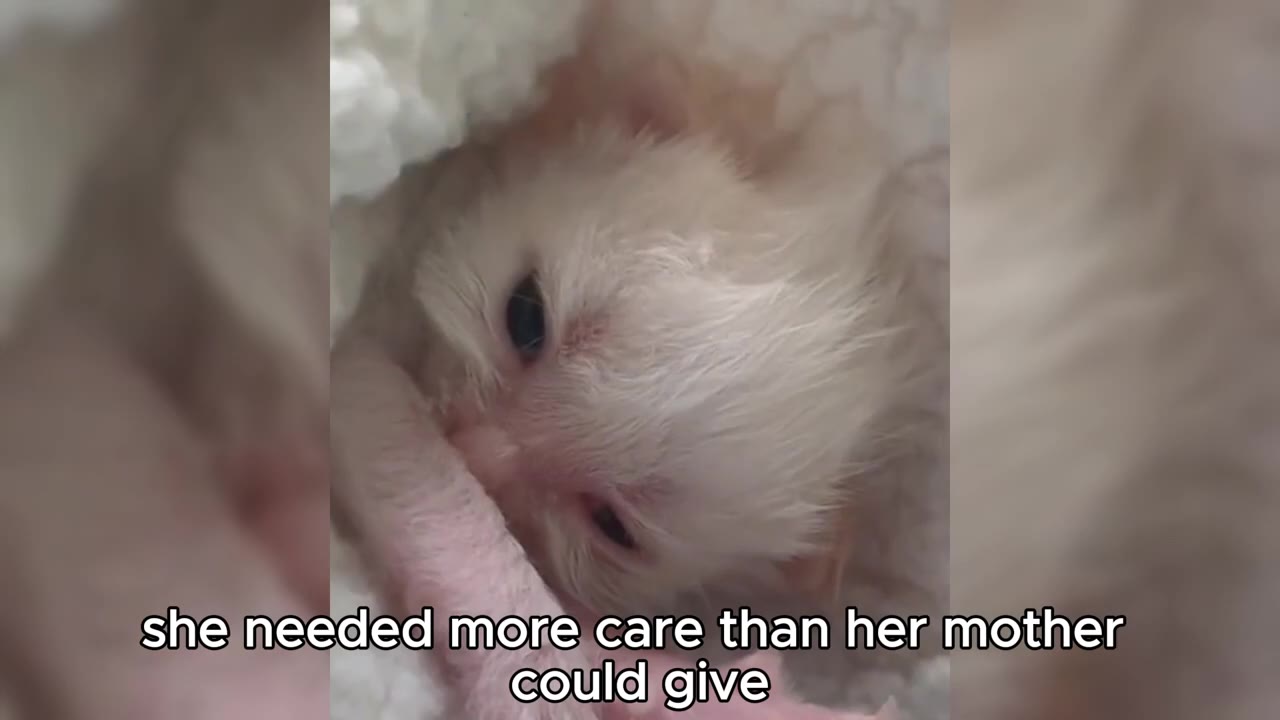 A close-up of a tiny, fragile white kitten nestled in soft blankets with its eyes slightly open.