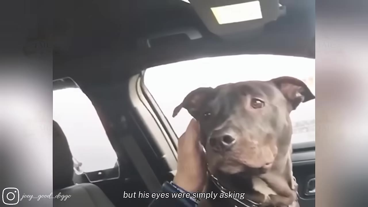 A close-up of a dark-furred dog inside a vehicle, looking towards the camera with wide, expressive eyes as a hand gently pets the side of its face.