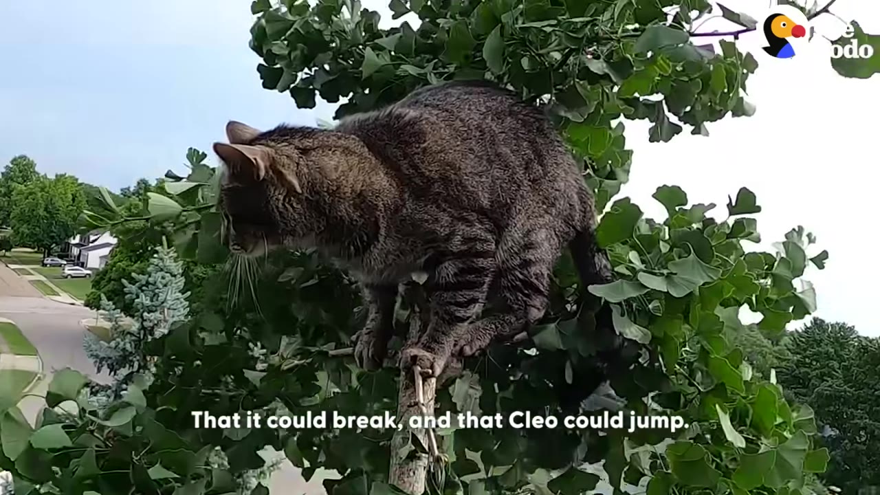 A tabby cat perched precariously on a thin branch high up in a green tree, looking down.
