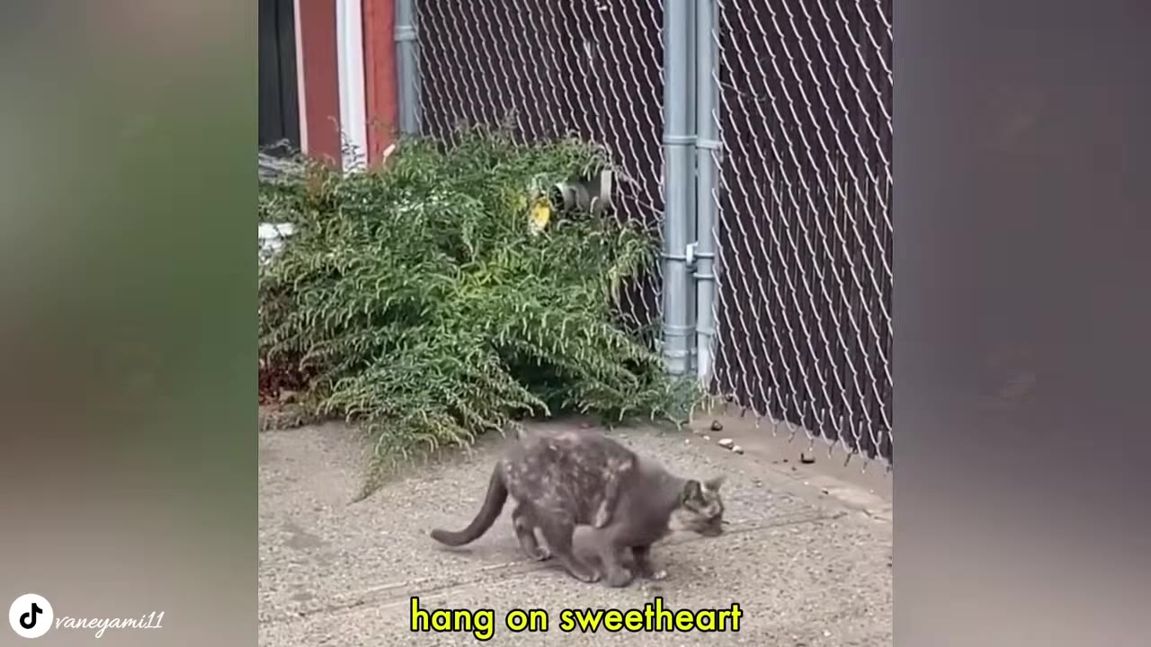A grey feral cat with patchy fur on its back walks along a concrete path next to a chain-link fence and green bushes.