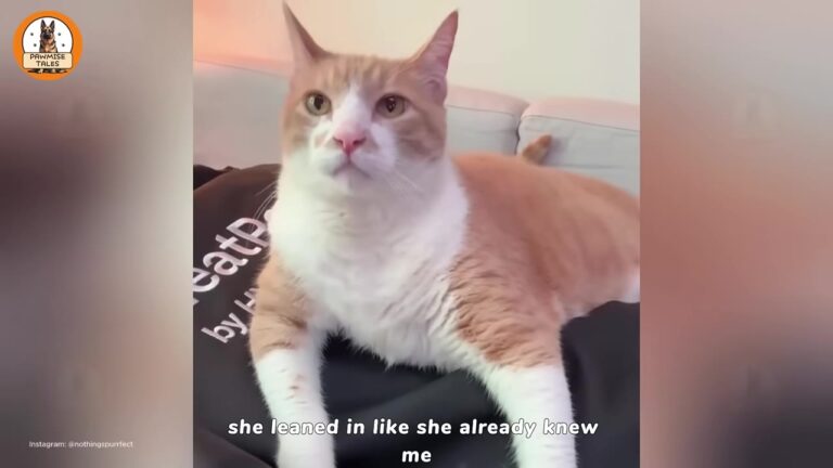 California Cat Lost Her Entire World, But A Strange Daily Habit Revealed Her Beautiful Way Of Saying Thank You