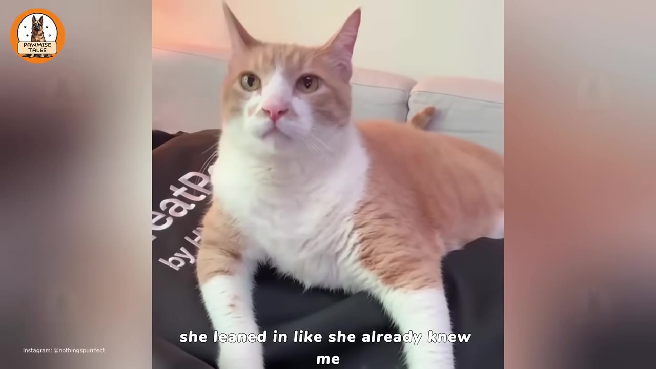 A ginger and white cat sitting calmly on a dark blanket, looking forward with a gentle expression.