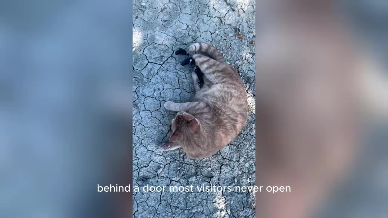 An orange tabby cat lying on its side on cracked, dry ground, with its rear legs appearing limp and fitted with small black braces.