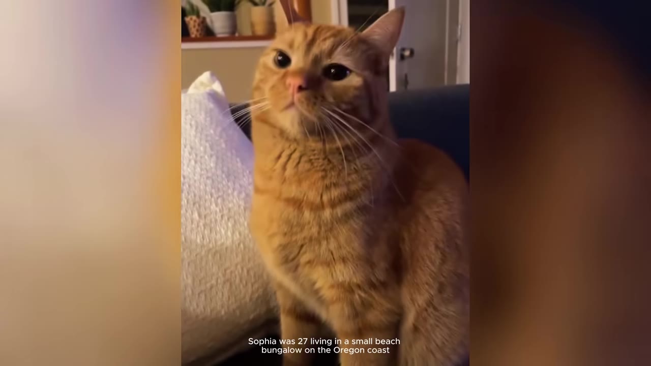 An orange tabby cat sitting on a couch, looking forward with a calm expression.