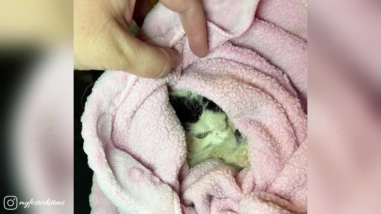 A hand gently pulls back a soft pink blanket to reveal a tiny black and white kitten curled up inside.