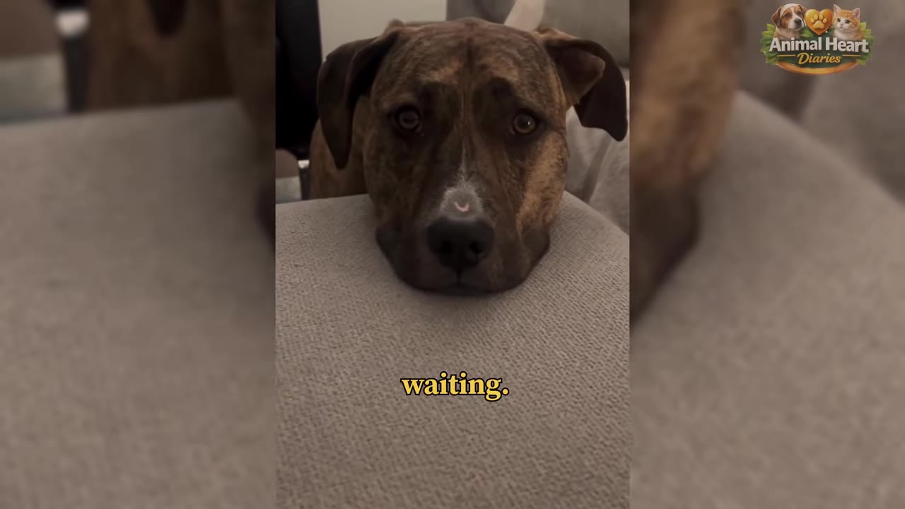 A close-up shot of a brindle dog resting its chin on a grey cushion, looking directly at the camera with a quiet, waiting expression.