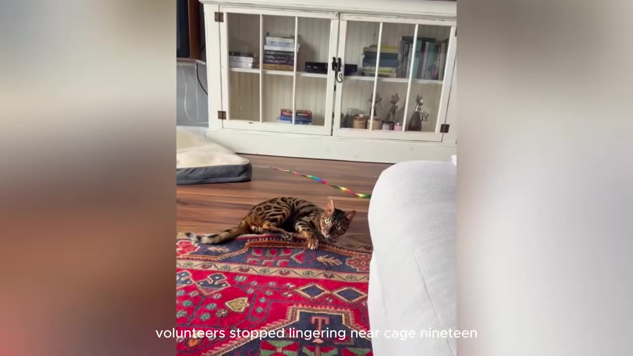 A Bengal cat lies on a red patterned rug, looking alertly toward the camera with a tense posture.