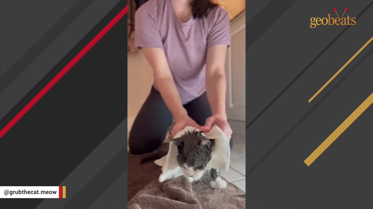 A woman in a purple shirt gently dries a wet, grey and white kitten with a white towel on a brown mat.