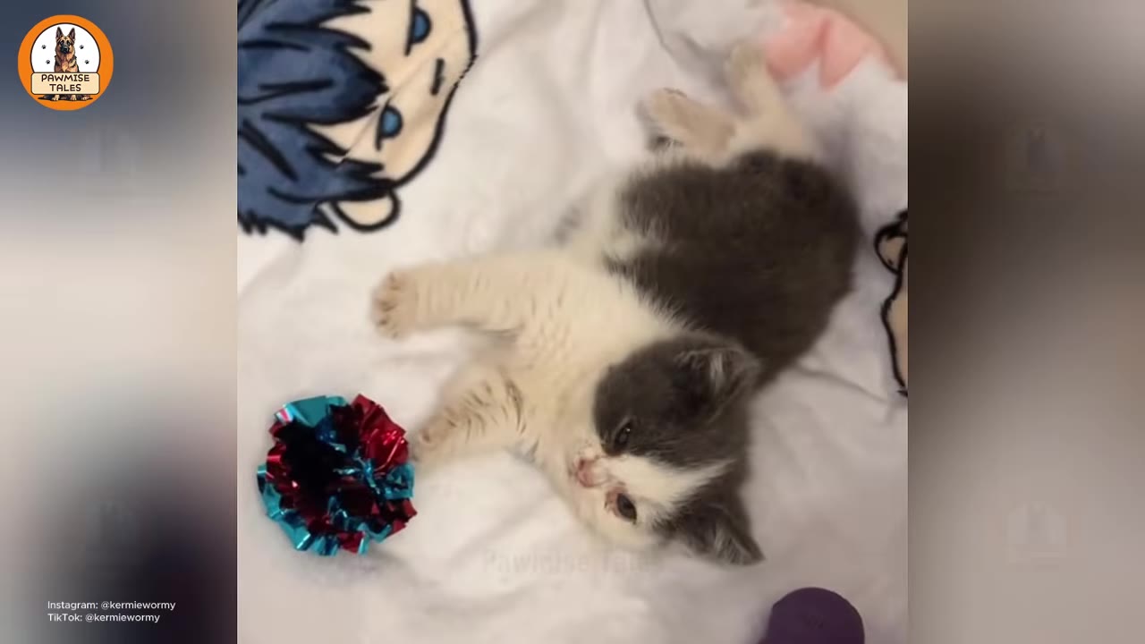 A small grey and white kitten lying on a white blanket next to a shiny red and blue toy.