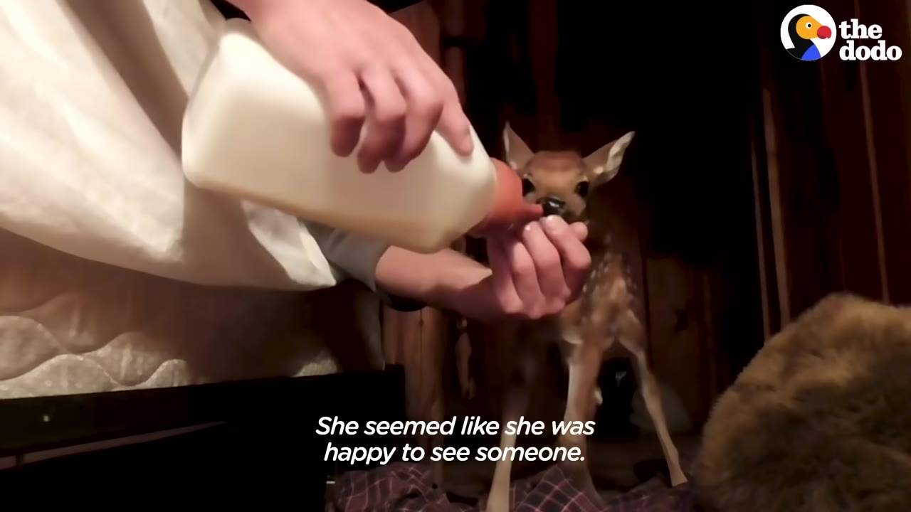 A person bottle-feeding a tiny, spotted fawn inside a dimly lit room.