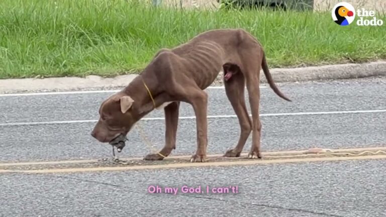 Driver Finds 40-Pound Dog On Louisiana Road And Gives Him The Safe Haven He Desperately Needed