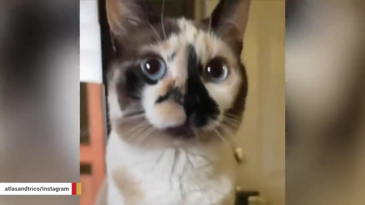 A close-up shot of a calico Siamese-mix cat with striking blue eyes looking directly at the camera.