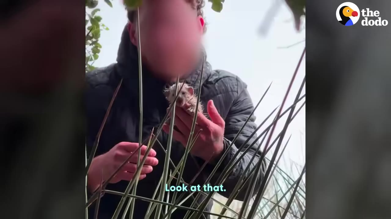 A man with a blurred face gently cradles a tiny, spiky baby hedgehog in his hands amidst tall green grass.