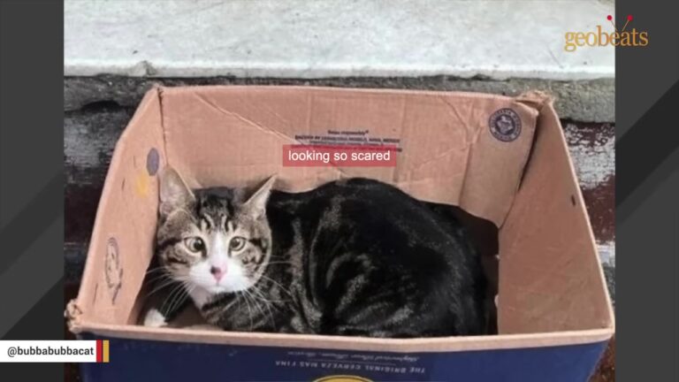 NY Cat Left Huddled In Cardboard Box Unveils Beautifully Unique Trait After One Couple Takes A Chance
